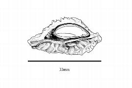   Embryo:   Ptelea trifoliata ; Illustration by K. Parker, Kirkbride et al. (2006)
